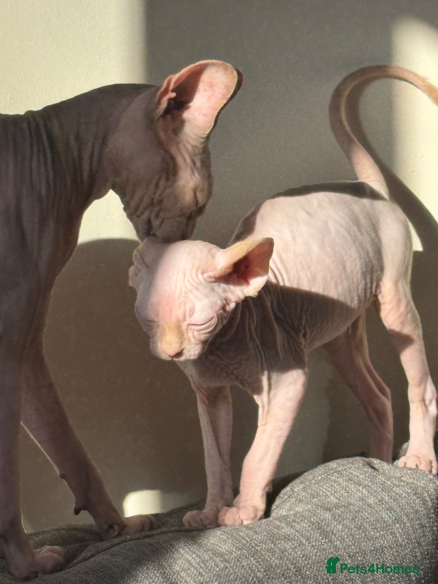 Sphynx cats Beautiful Sphynx kittens  - Advert 10