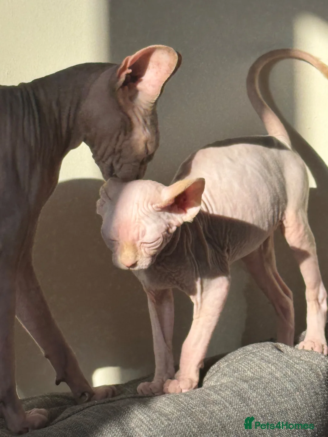 Sphynx cats for sale: Beautiful Sphynx kittens  in Ayr - Advert 1
