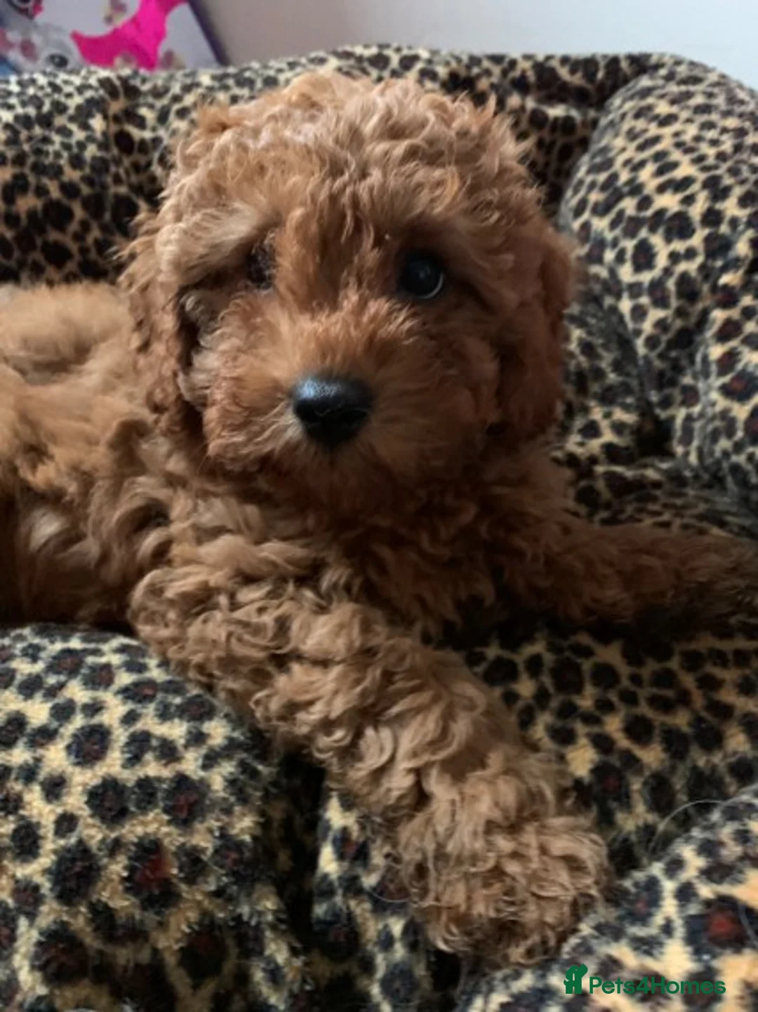 Cockapoo dogs for stud: Red Min Poodle PRA Clear & Other DNA Clear in Mansfield - Advert 9