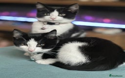 Mixed Breed cats for sale: Beautiful tuxedo kittens  - Image 21