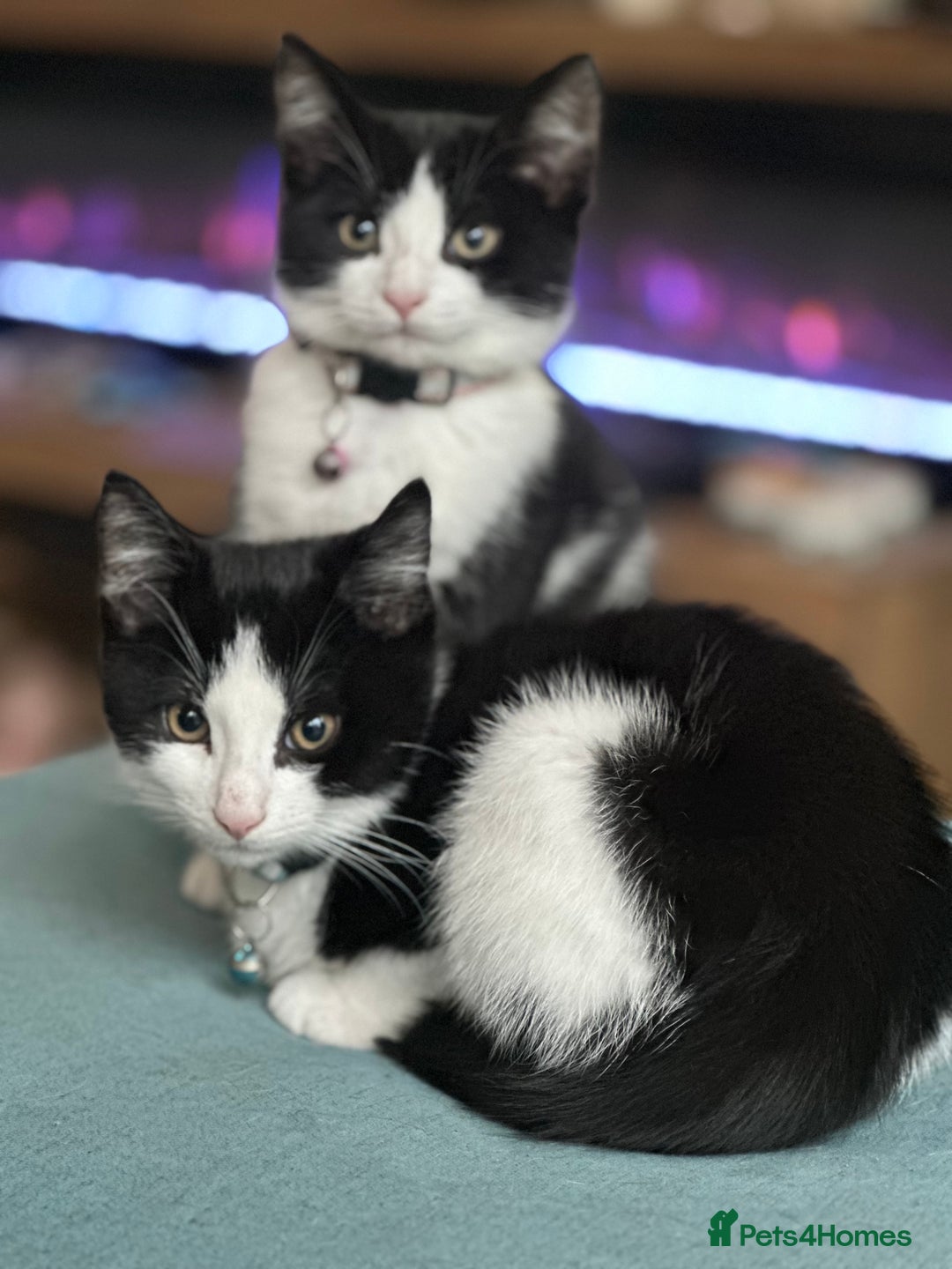 Mixed Breed cats for sale: Beautiful tuxedo kittens  - Image 21