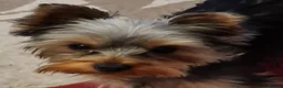 Yorkshire Terrier dogs for sale: 6 Beautiful Quality Kennel Club Registered Puppies in Nottingham - Advert 14