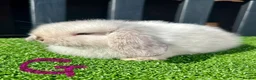 Mini Lop rabbits for sale: 💙🩷 Stunning Mini Lop Babies 🩷💙 - Advert 5