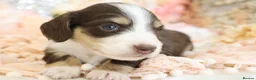 Miniature Dachshund dogs for sale: KC Longhair Miniature Dachshund Puppies in Wisbech - Advert 31