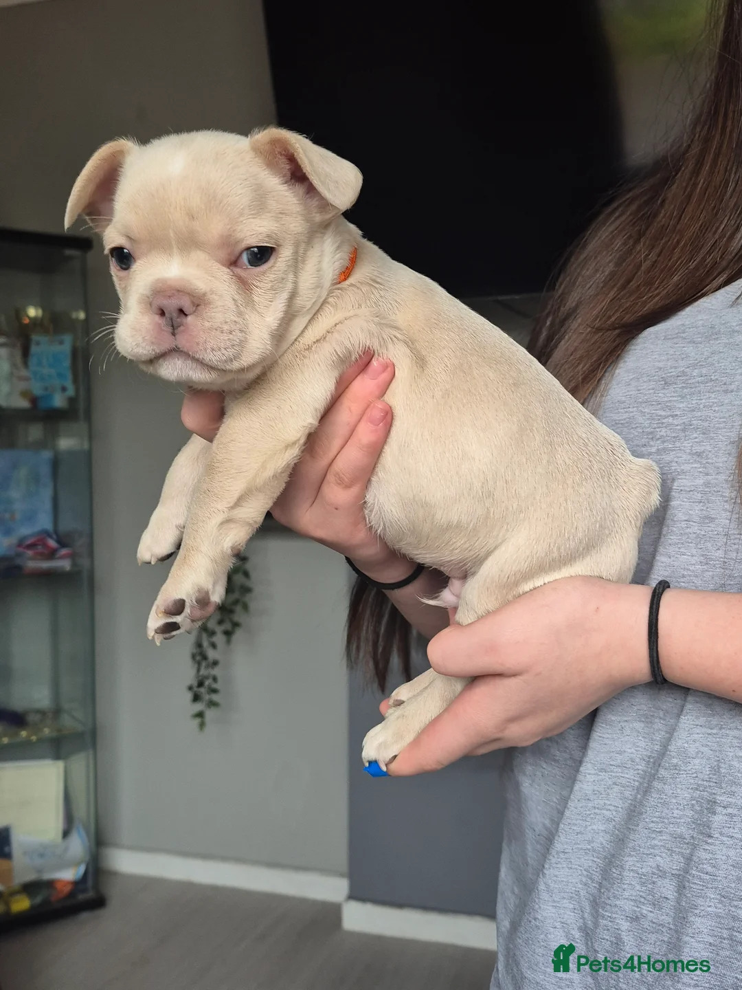 French Bulldog dogs for sale: One stunning DWKC pup left  - Advert 17