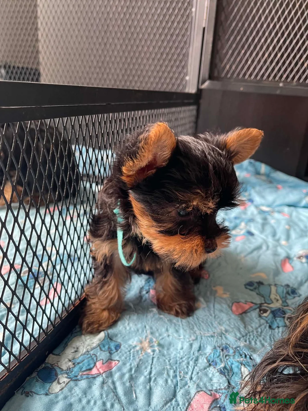 Yorkshire Terrier dogs for sale: Adorable Yorkshire Terrier Puppies 🐾❤️ - Advert 2
