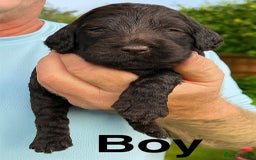 Cockapoo dogs for sale: DNA TESTED Cockapoo puppies, ready 22nd October  - Image 9