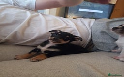 Jack Russell dogs for sale: 2 beautiful Jack Russell puppys - Image 5