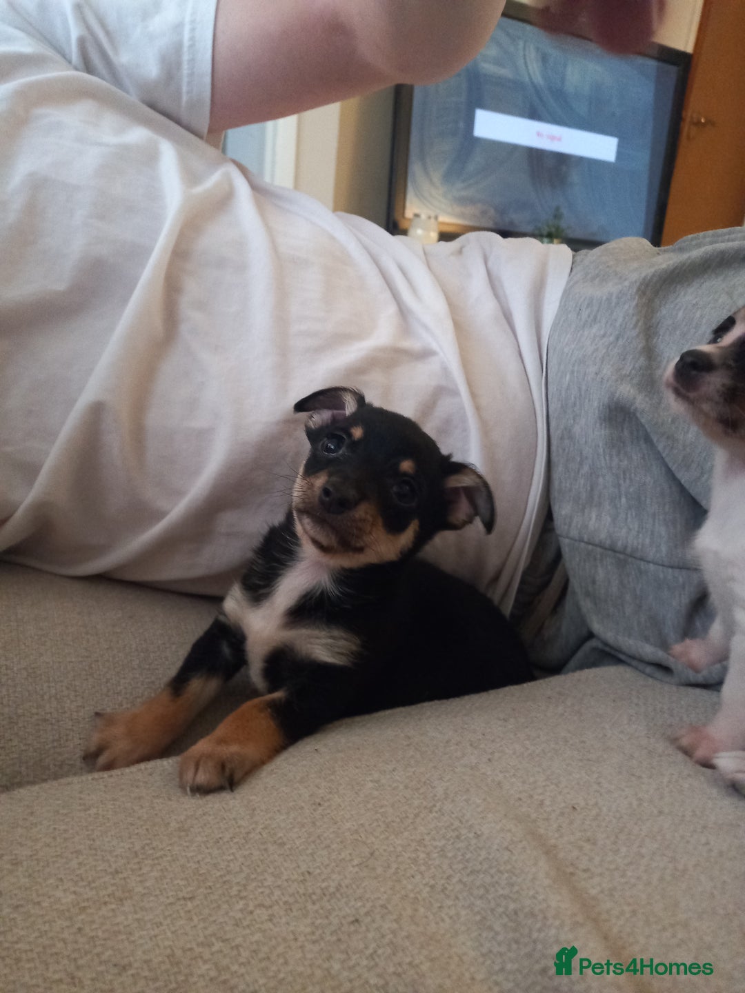 Jack Russell dogs for sale: 2 beautiful Jack Russell puppys - Image 5
