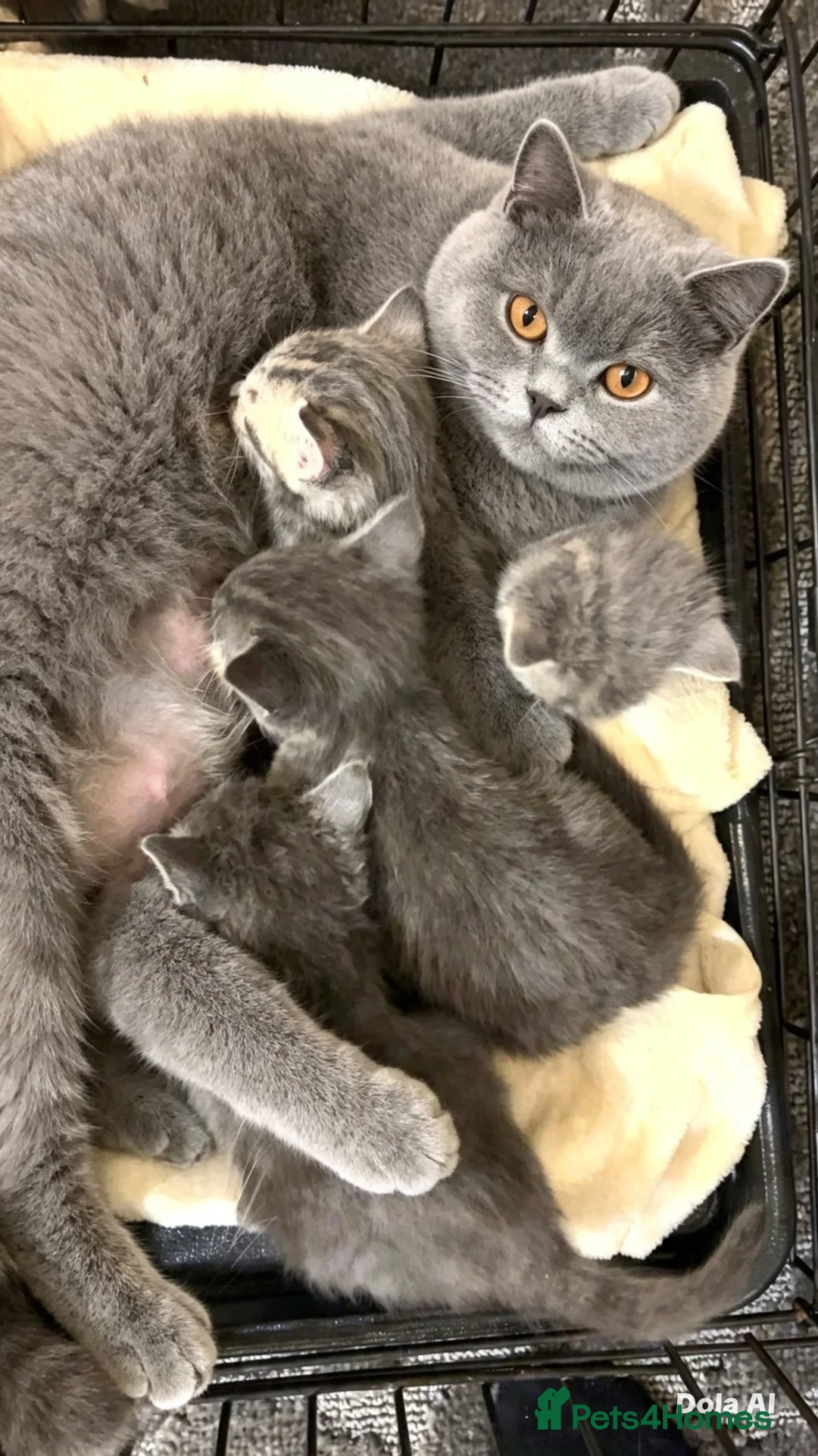 British Shorthair cats for sale: 2 Beautiful British shorthair kittens  - Advert 7