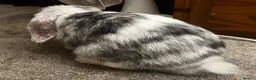 Mixed Breed rabbits for sale: MINI LION LOP X LION LOP RABBIT FOR SALE + CAGE  in Colchester - Advert 5