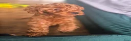 Cavapoo dogs for sale: Beautiful litter ❤️❤️ - Advert 1
