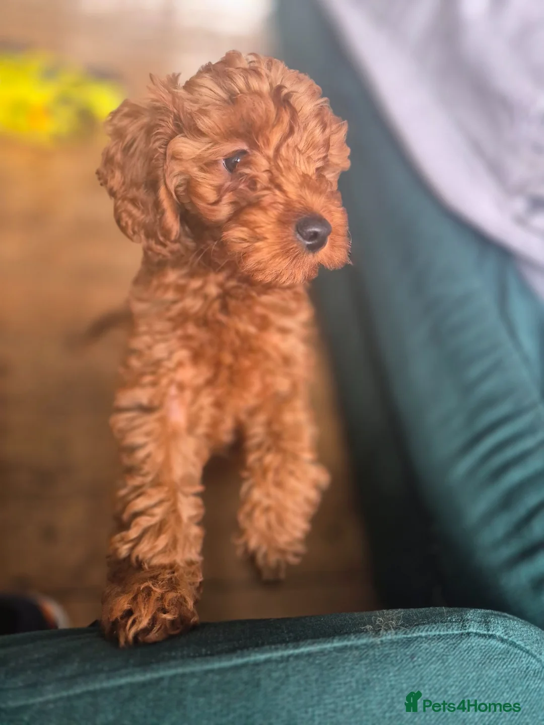 Cavapoo dogs for sale: Beautiful litter ❤️❤️ - Advert 1