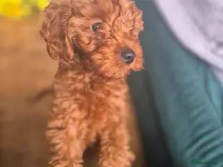 Cavapoo dogs Beautiful litter ❤️❤️ - Advert 17