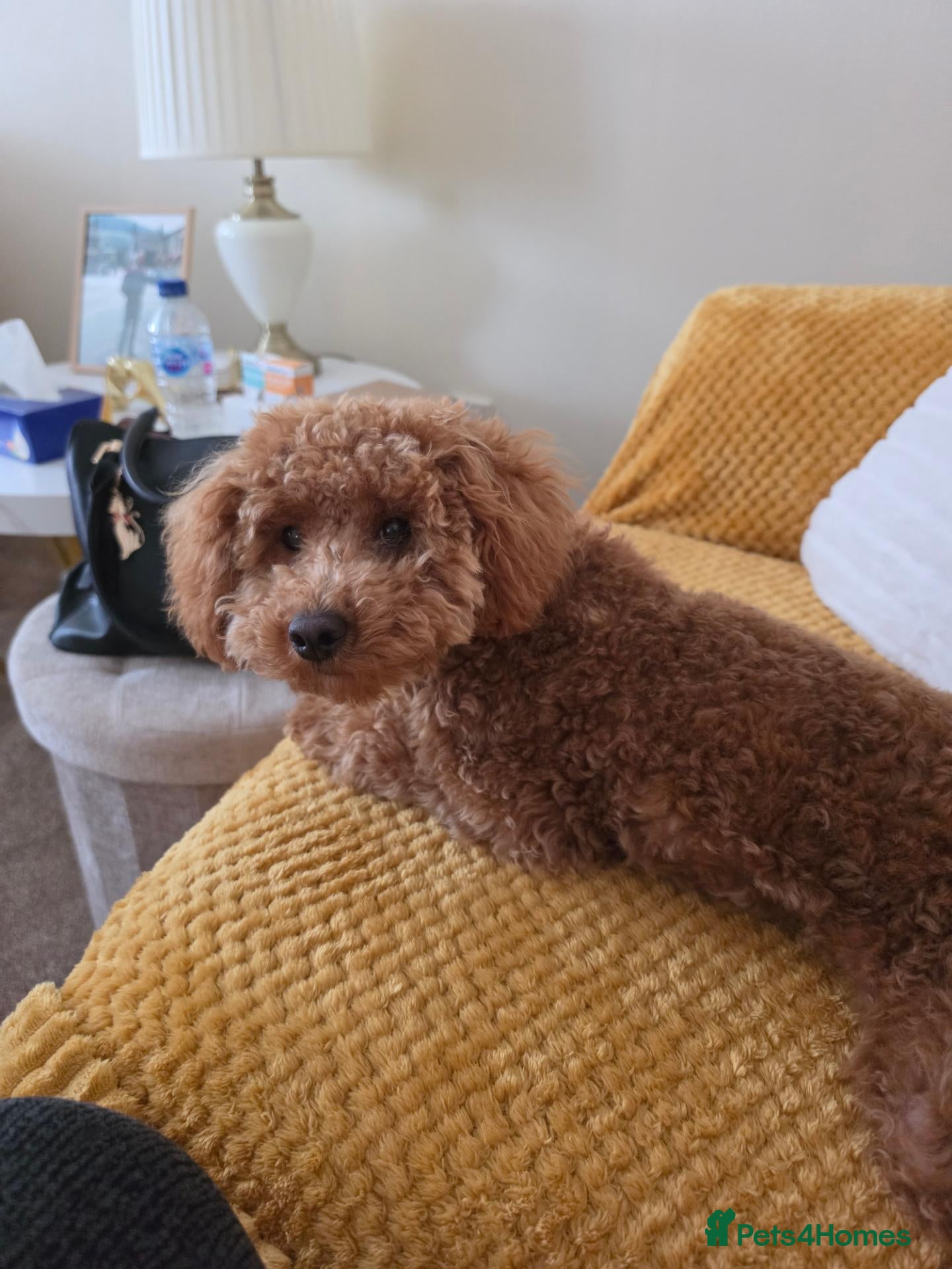 Miniature Poodle dogs Miniture poodle - Advert 10