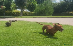 Miniature Dachshund dogs for sale: Adorable Miniature Dachshund Pups  - Image 4