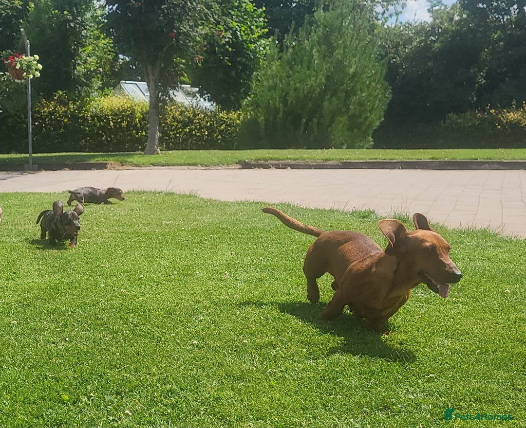 Miniature Dachshund dogs for sale: Adorable Miniature Dachshund Pups  - Image 4