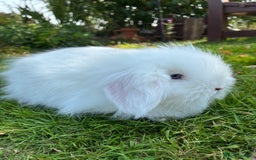 Angora rabbits for sale: Teddy widder rabbits for sale  - Image 4