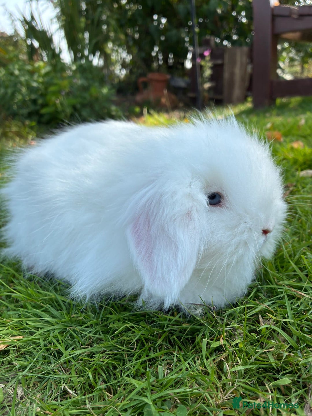 Angora rabbits for sale: Teddy widder rabbits for sale  - Image 4