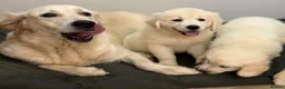 Golden Retriever dogs for sale: Lovely, confident playful puppies - Advert 3