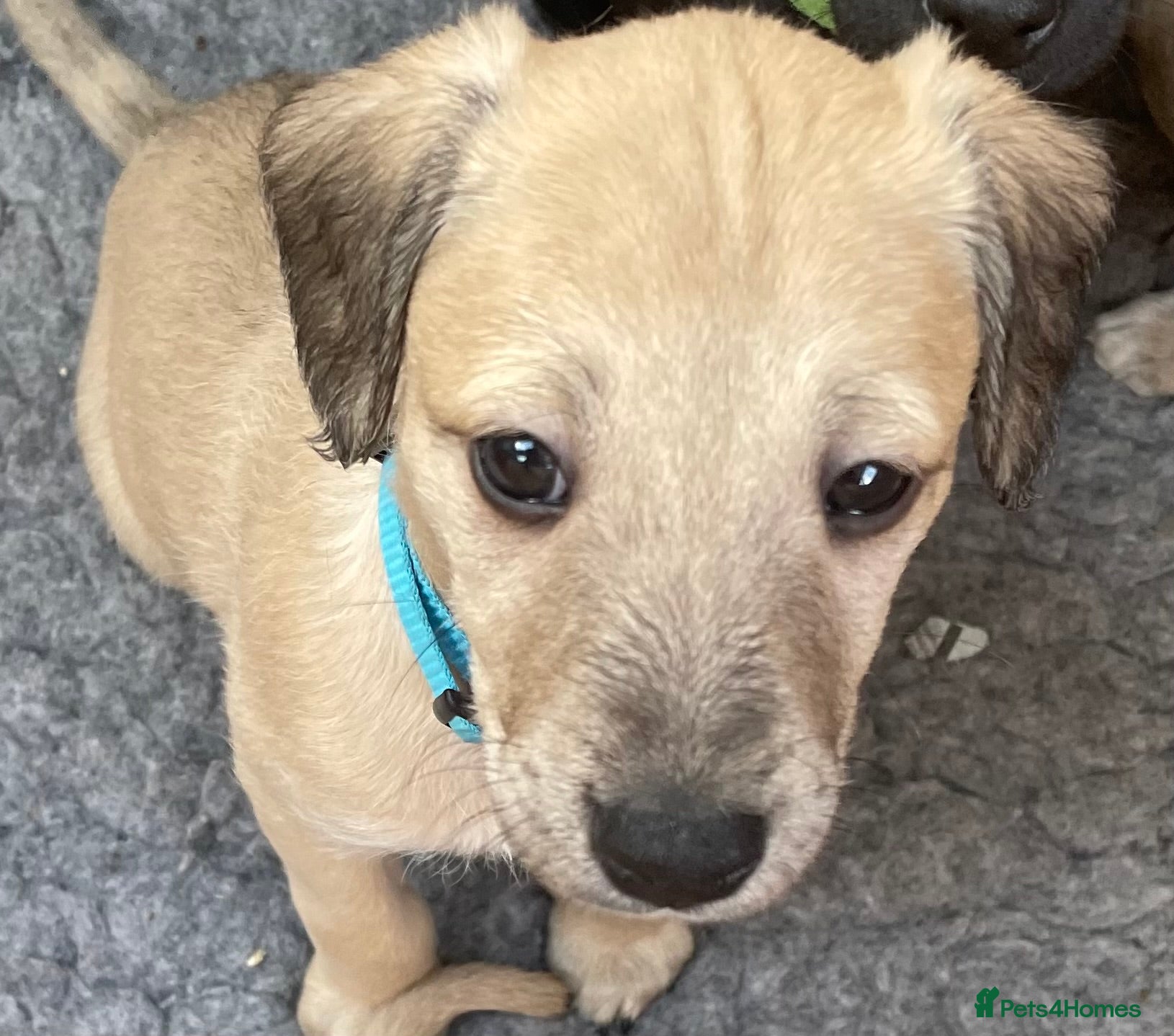 Mixed Breed dogs F1 Bedlington /Whippet  puppies  - Advert 1