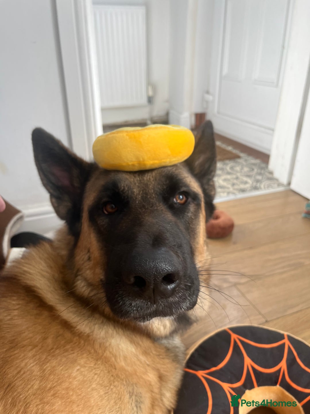 Mixed Breed dogs for sale: Blitz - Advert 2