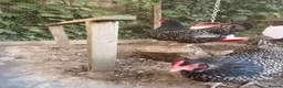 Chickens poultry for sale: Stunning Barnevelder Bantam Hen Trio in Lincoln - Advert 4