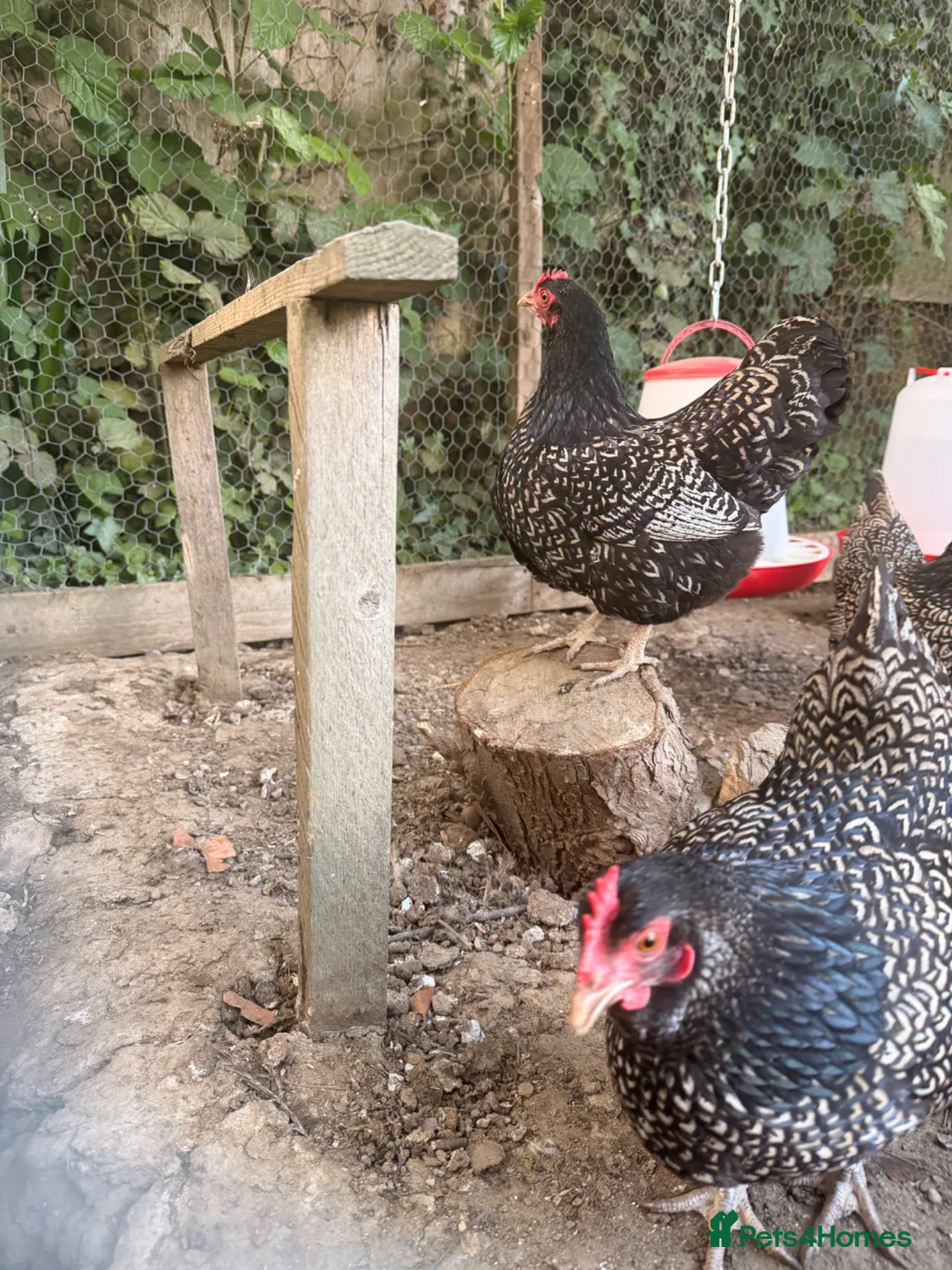 Chickens poultry for sale: Stunning Barnevelder Bantam Hen Trio in Lincoln - Advert 4