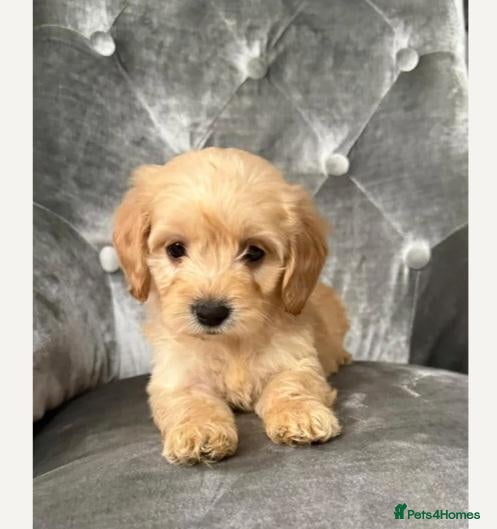 Cockapoo dogs for sale: F1 champagne cockerpoo 12 weeks old - Advert 12