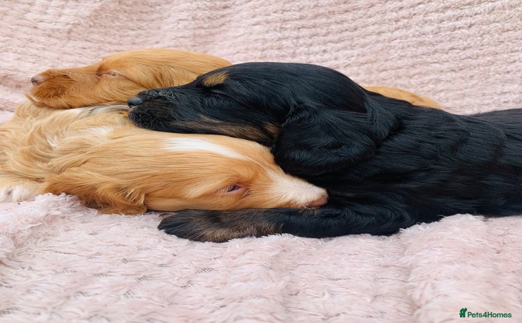 Cockapoo dogs - Advert 1