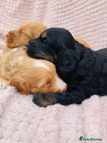 Cockapoo dogs - Advert 5