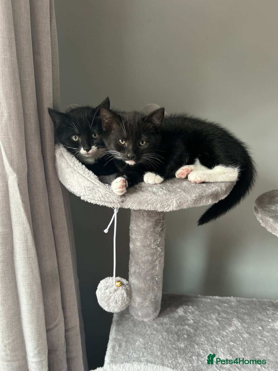Mixed Breed cats for sale: Pixie and Trixie  - Image 5