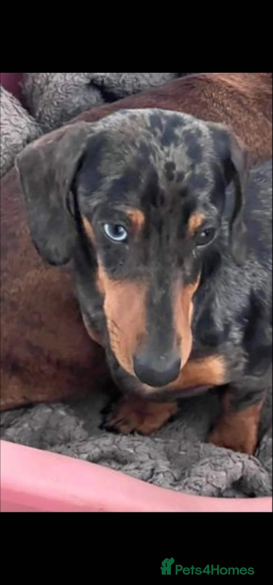 Miniature Dachshund dogs for sale: Stunning miniature dachshund puppies  - Advert 12