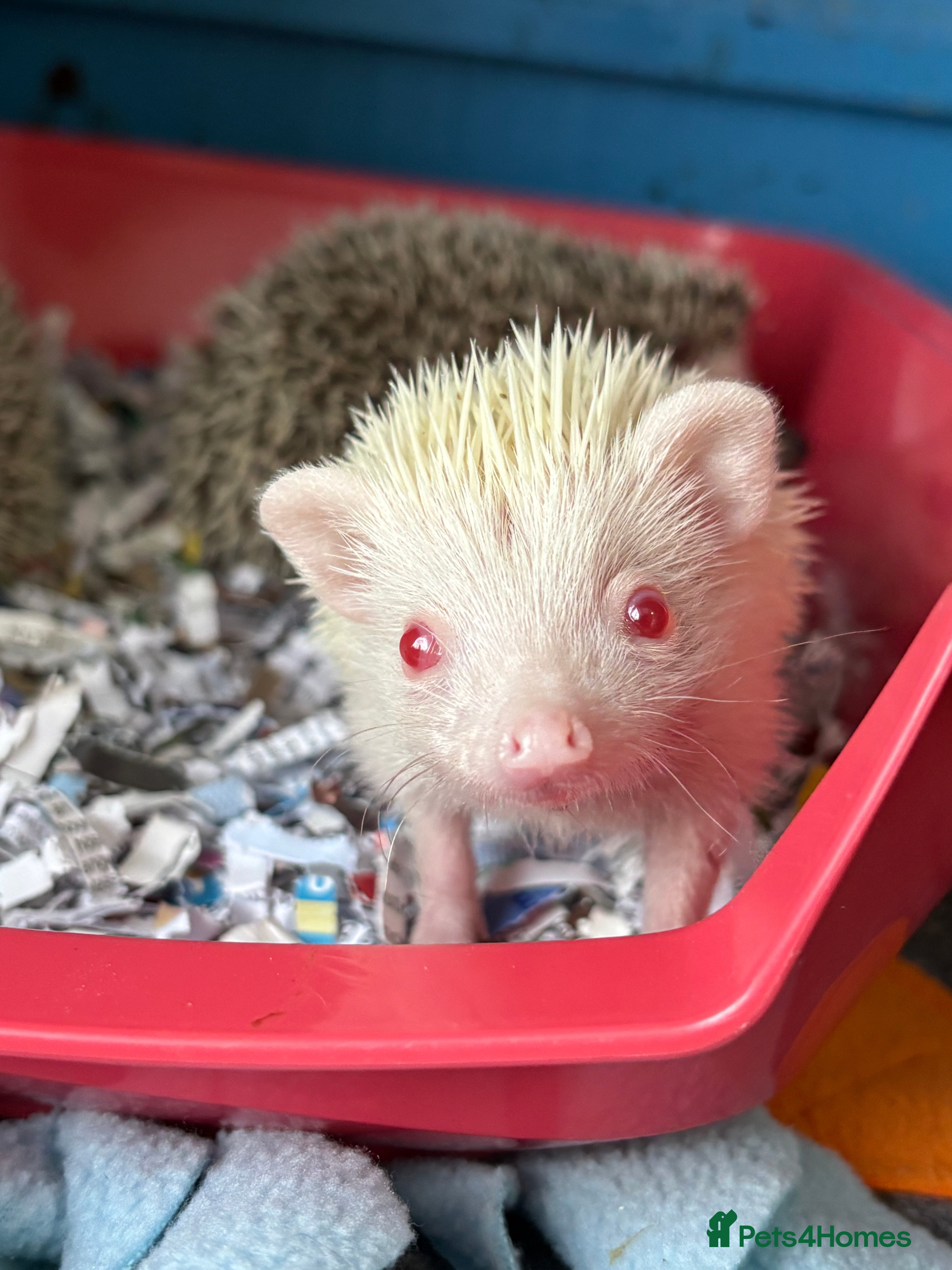 Pygmy Hedgehog rodents African Pygmy baby hedgehogs for sale  - Advert 11