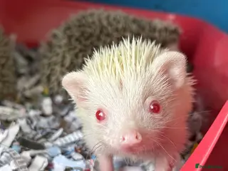 Pygmy Hedgehog rodents African Pygmy baby hedgehogs for sale - Advert 11