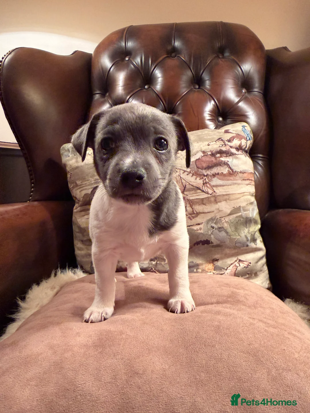 Jack Russell dogs for sale: Stunning blue and blue tri JRT pups - Advert 12