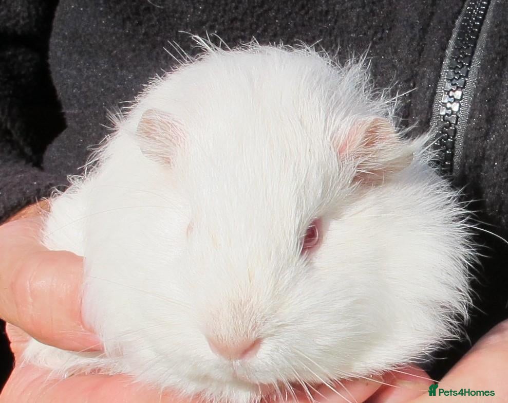 Guinea Pig rodents long haired guinea pigs - Advert 2