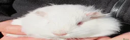 Guinea Pig rodents for sale: long haired guinea pigs - Advert 2
