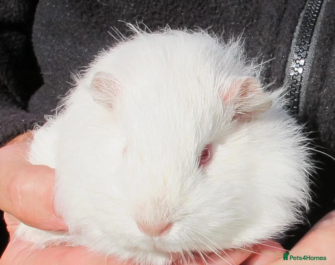 Guinea Pig rodents for sale: long haired guinea pigs - Advert 2