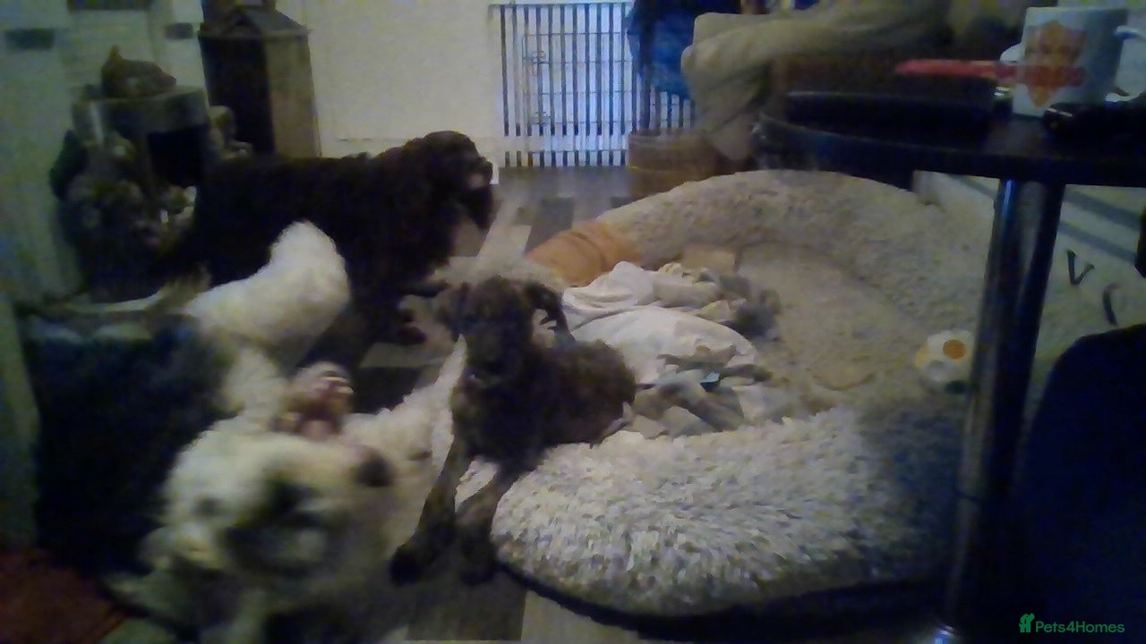 Lurcher dogs lovely male pups - Advert 2