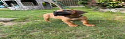 Rhodesian Ridgeback dogs for sale: 2 outstanding boys looking for forever homes  - Advert 2