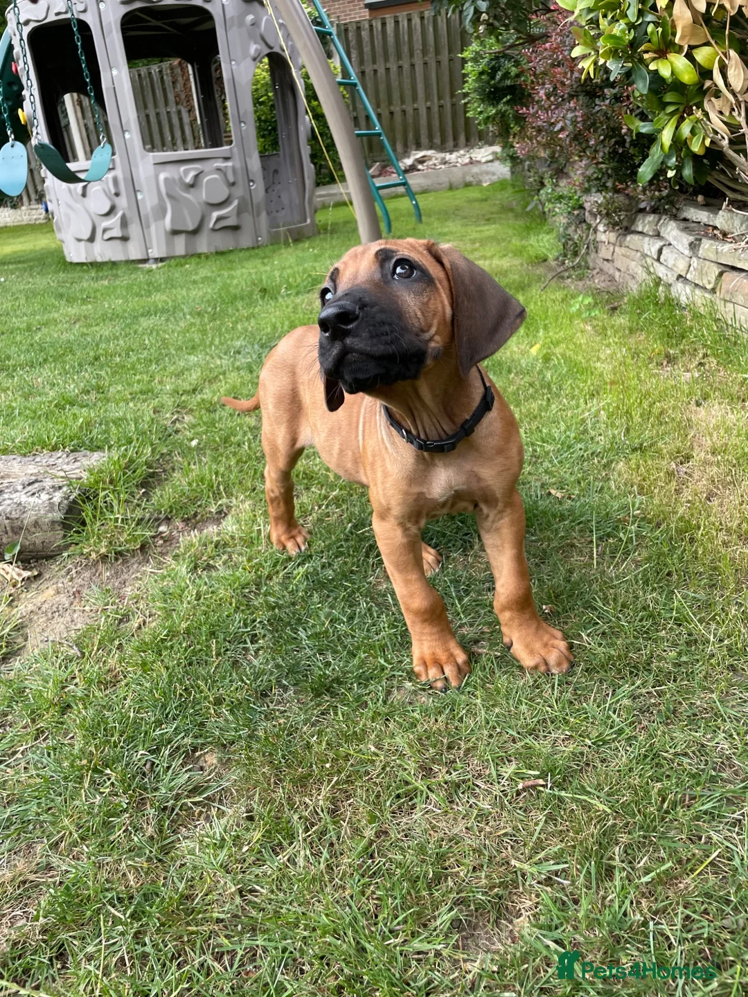 Rhodesian Ridgeback dogs for sale: 2 outstanding boys looking for forever homes  - Advert 2