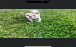 Chihuahua dogs for stud: LOVING HANDSOME MALE CHIHUAHUA UP FOR STUD  - Image 3
