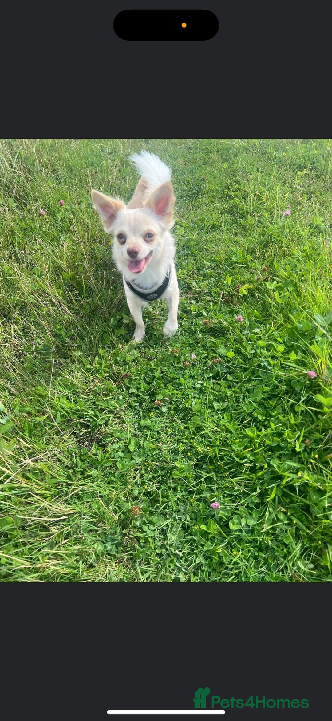 Chihuahua dogs for stud: LOVING HANDSOME MALE CHIHUAHUA UP FOR STUD  - Image 3