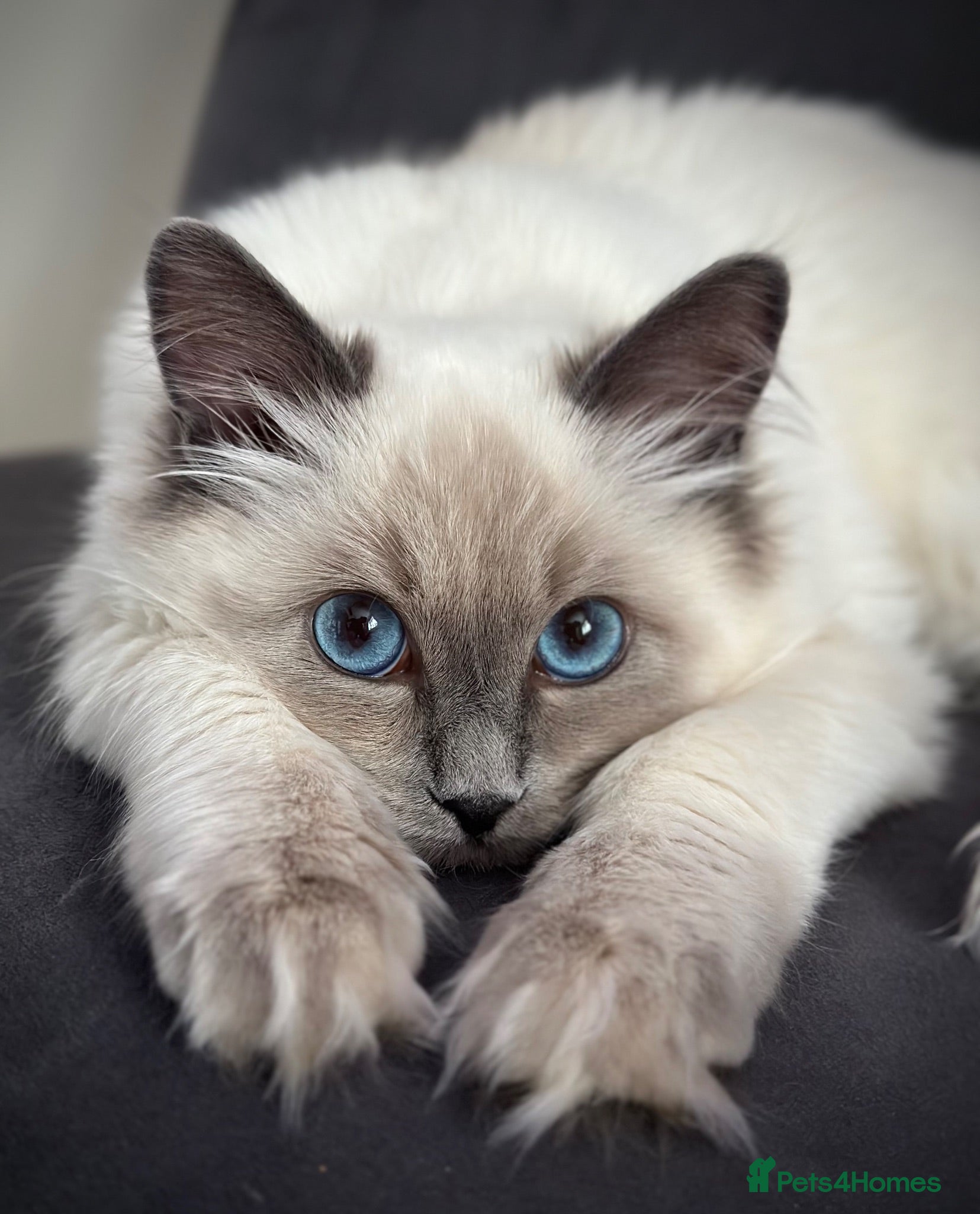 Ragdoll cats Beautiful Blue Point Ragdoll kitten - Advert 13