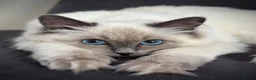 Ragdoll cats for sale: Beautiful Blue Point Ragdoll kitten - Advert 1