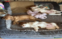 Cavalier King Charles Spaniel dogs for sale: Kc Cavalier King Charles Spaniel pups DNA tested  - Image 27