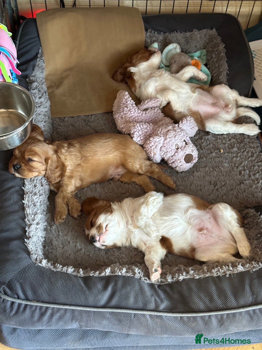 Cavalier King Charles Spaniel dogs for sale: Kc Cavalier King Charles Spaniel pups DNA tested  - Image 27