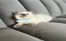 Ragdoll cats for sale: 😻 5 Beautiful Purebred Ragdoll Kittens 😻 - Image 5