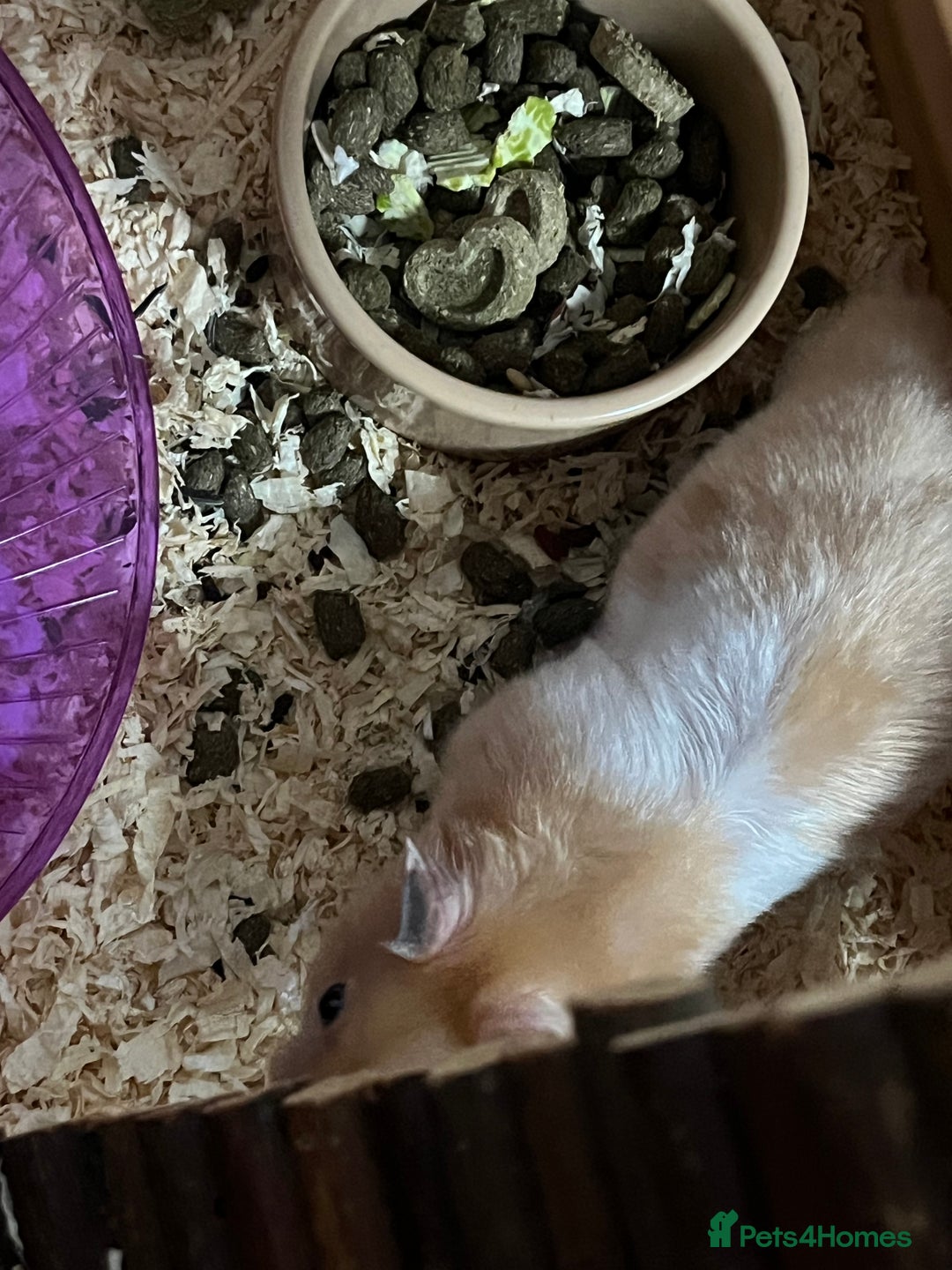 Hamster rodents for sale: Hamster male - Image 3